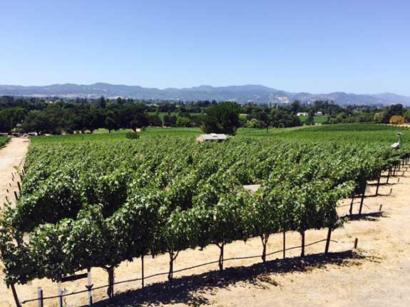 Vineyard Focus: Cork Tree Vineyard
