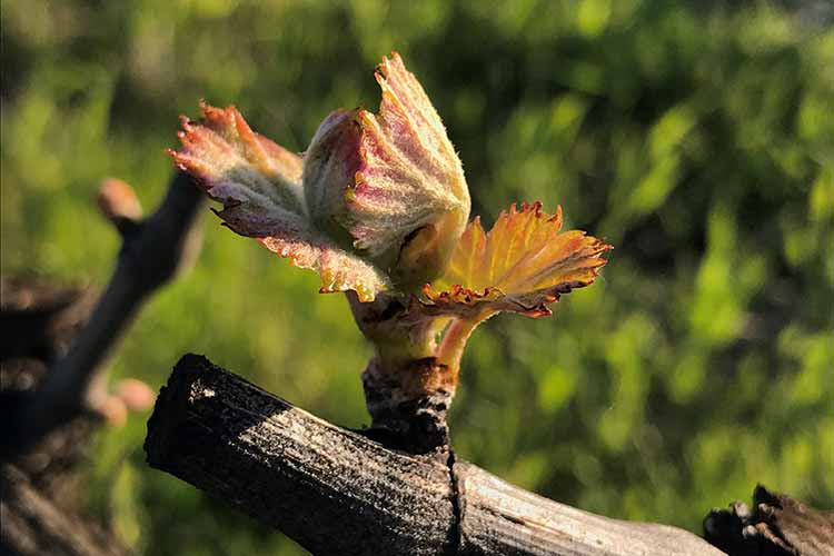 Lifecycle of a Grape Vine