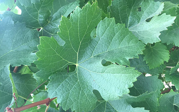 The Grape Leaf