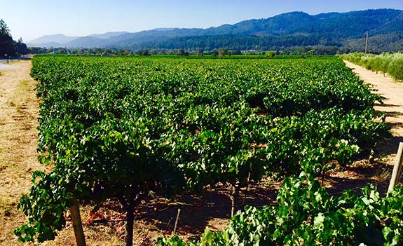Vineyard Focus:  Monitor Ledge