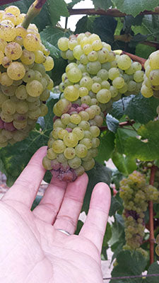 Botrytis