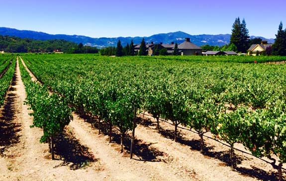 Vineyard Focus: Rector Creek