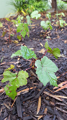 The Rare Grape Seedling