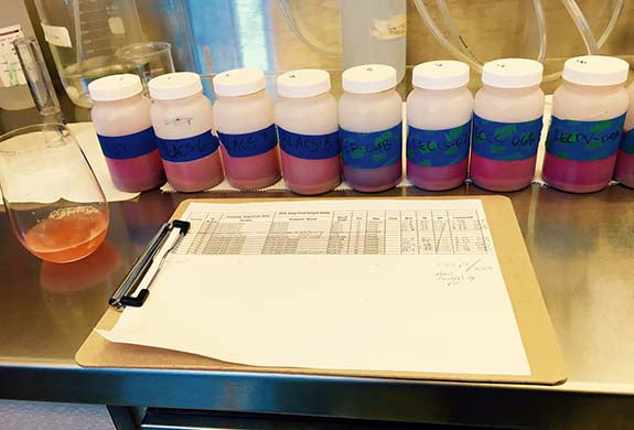 Vineyard Maturity Analysis