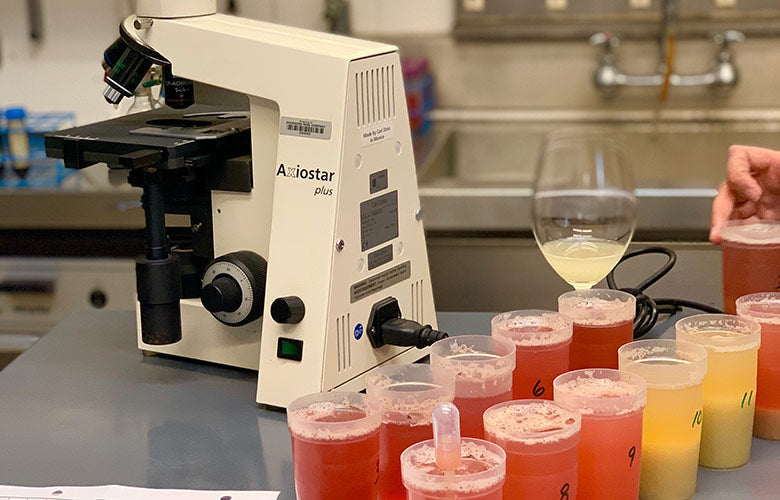 Inside the Lab: Vineyard Maturity Assessment