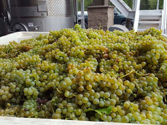 Viognier