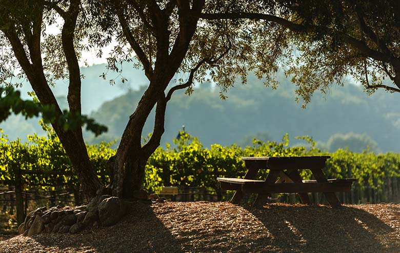 Why Vacation in Napa?