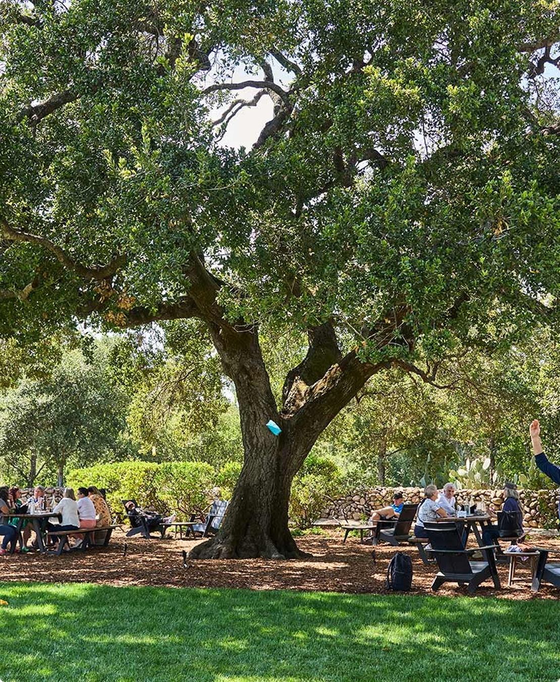 Guests seated beneath a large oak tree in an outdoor vineyard tasting area.